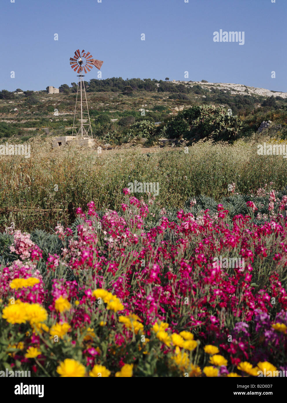 Windmill and spring flowers Maltese Islands, Malta Stock Photo