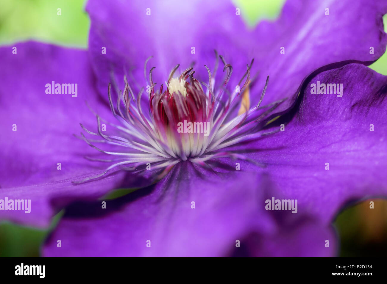 purple clematis open flower Stock Photo