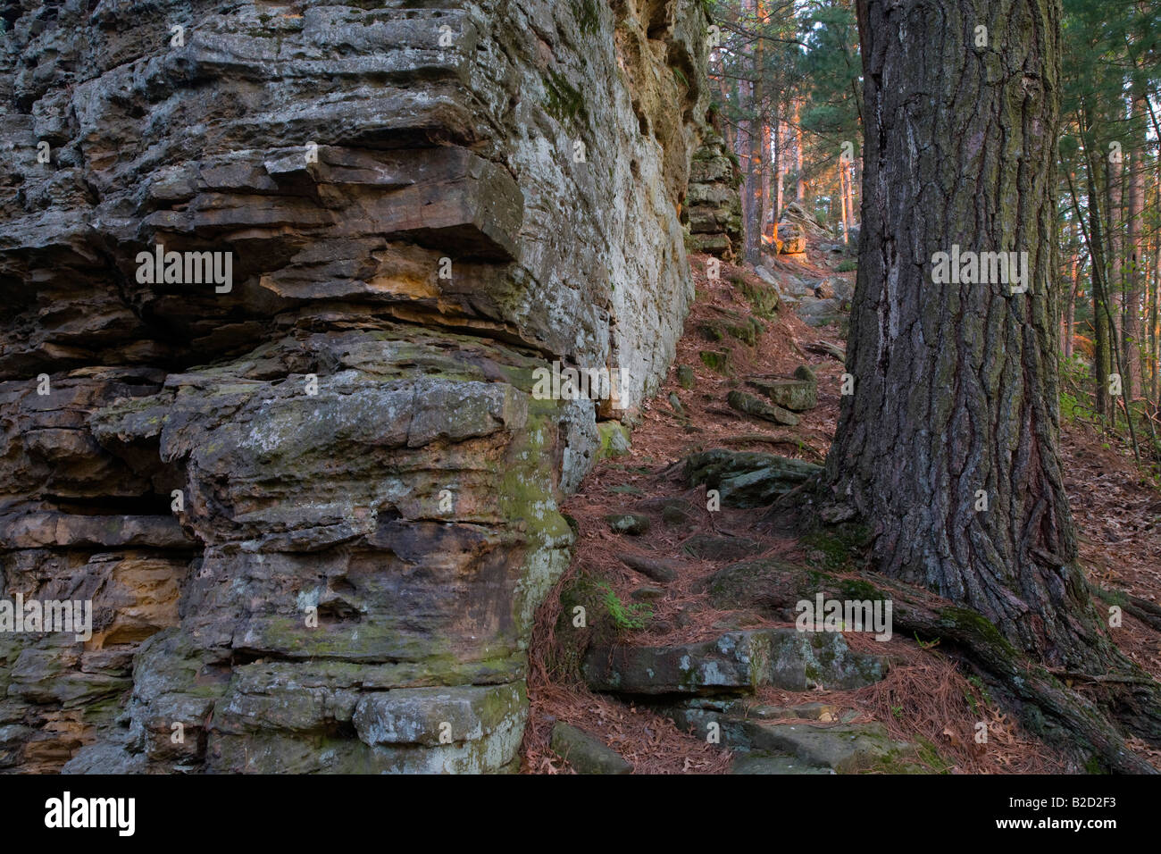 rock outcropping and tree, Castle Mound Pine Forest State Natural Area, Black River State Forest, Wisconsin Stock Photo