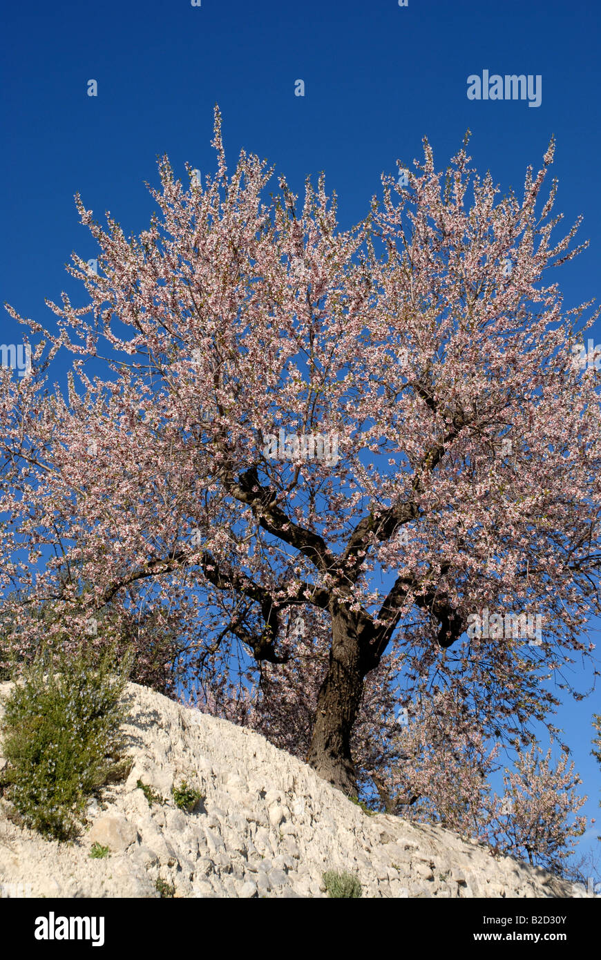 Almond tree blossom terrace hires stock photography and images Alamy