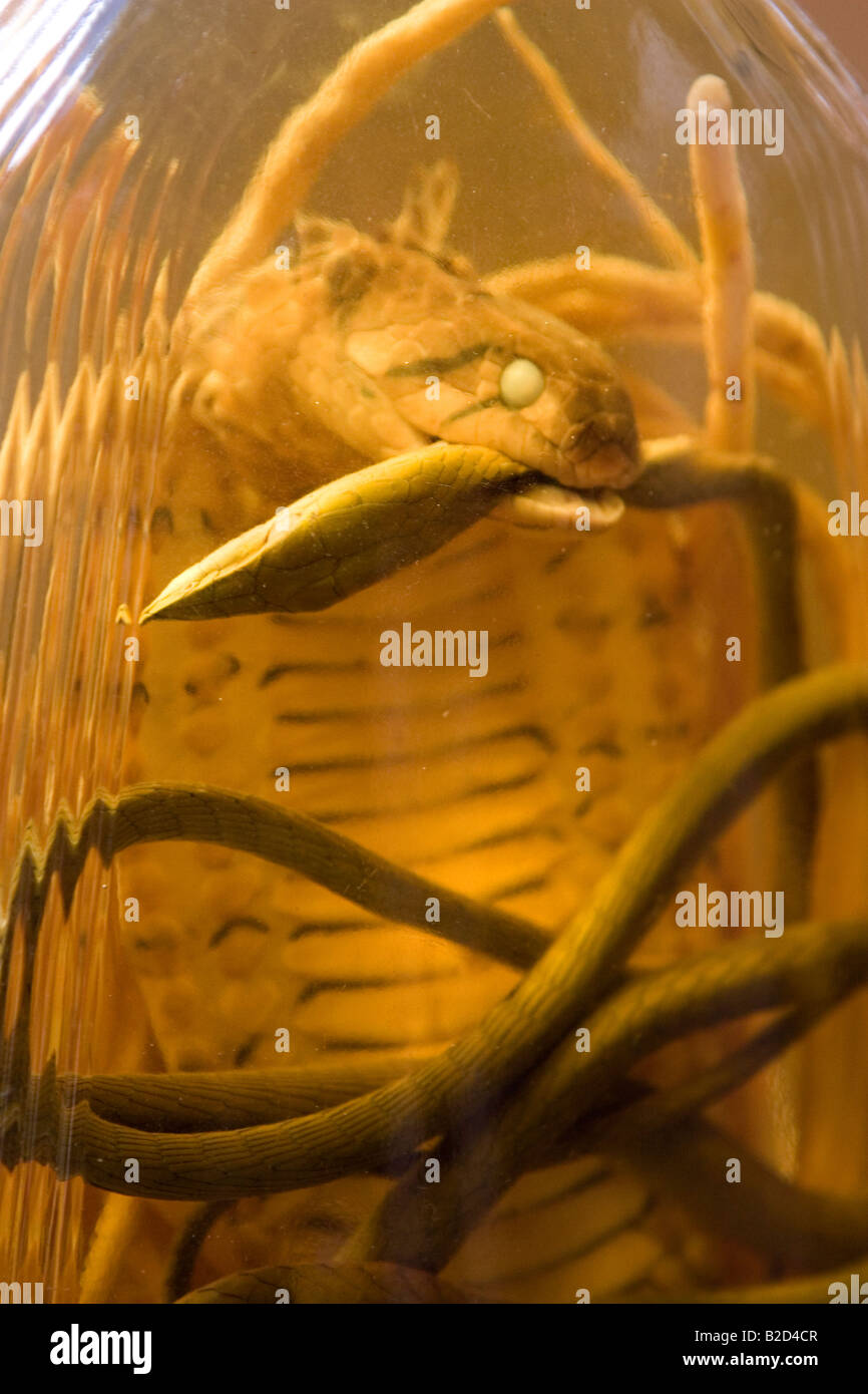 Vietnamese snake wine hi-res stock photography and images