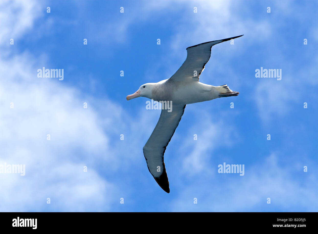 Diomedea epomophora, Royal Albatrosss the largest of the albatross and the  longest wingspan of any bird at around 3.1m Stock Photo - Alamy