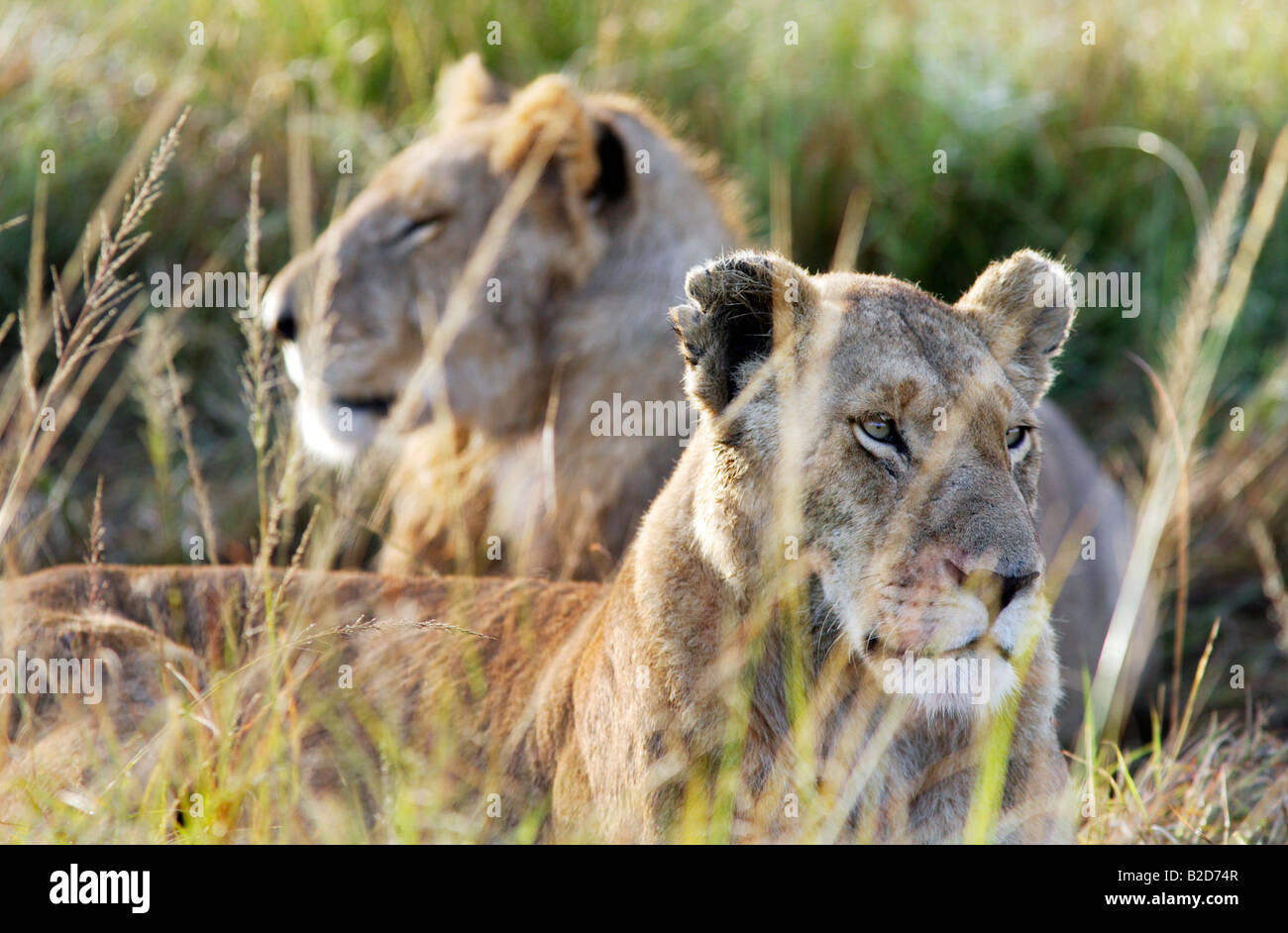 Two lions lying down in grassland in the Masai Mara game reserve in Kenya, Africa Stock Photo