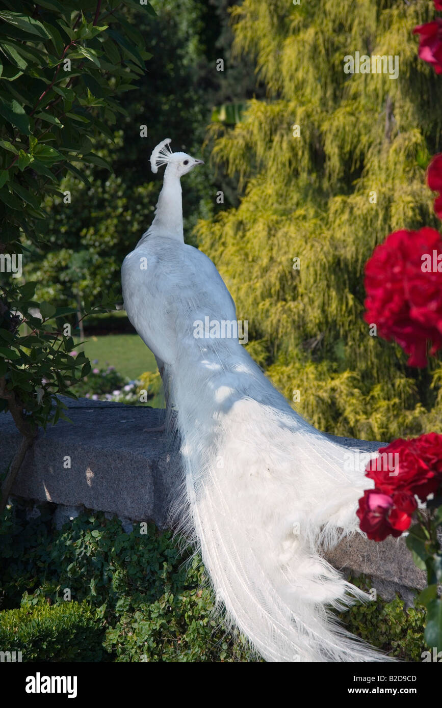White peacock in gardens Italy, Lombardy - Lake Maggiore Stock Photo - Alamy