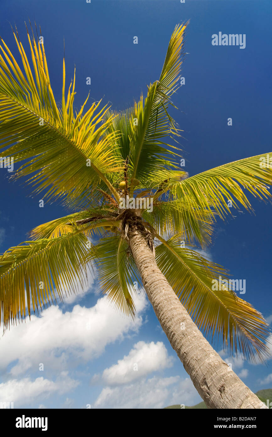 Palm Tree Sandy Island British Virgin Islands Stock Photo Alamy