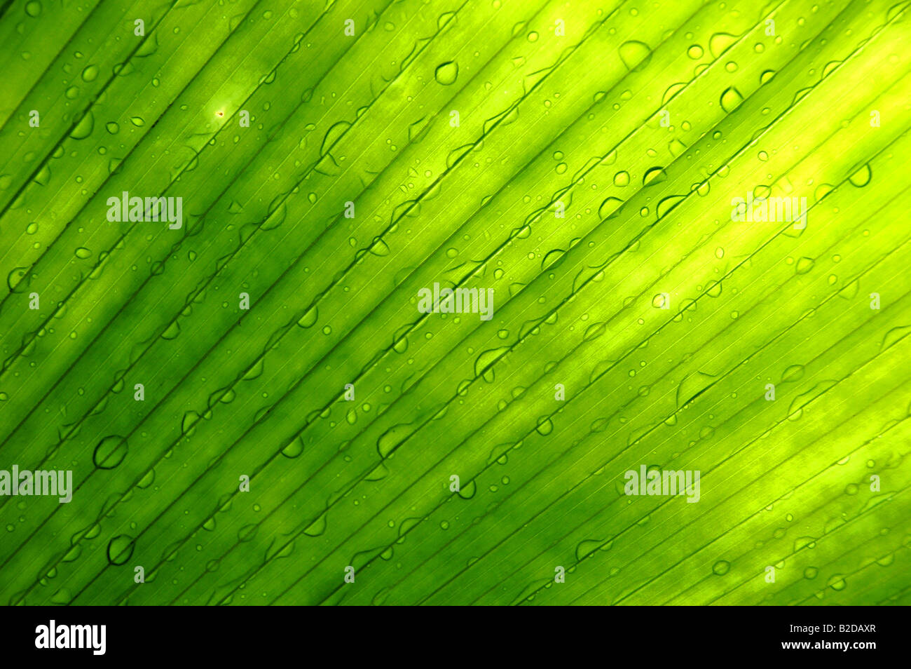 Green with water drops background Stock Photo - Alamy
