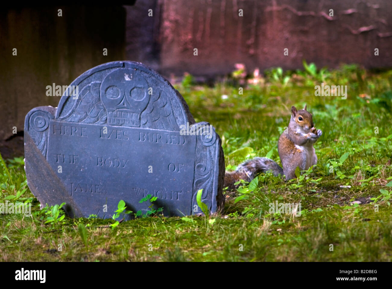 Squirrel and tombstone at Granary Burying Ground Boston MA Stock Photo ...