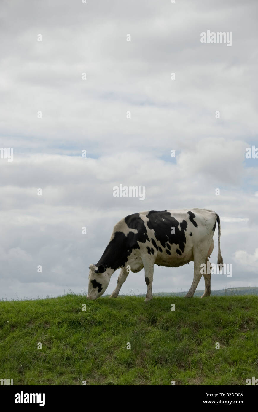 friesian dairy cow Stock Photo - Alamy
