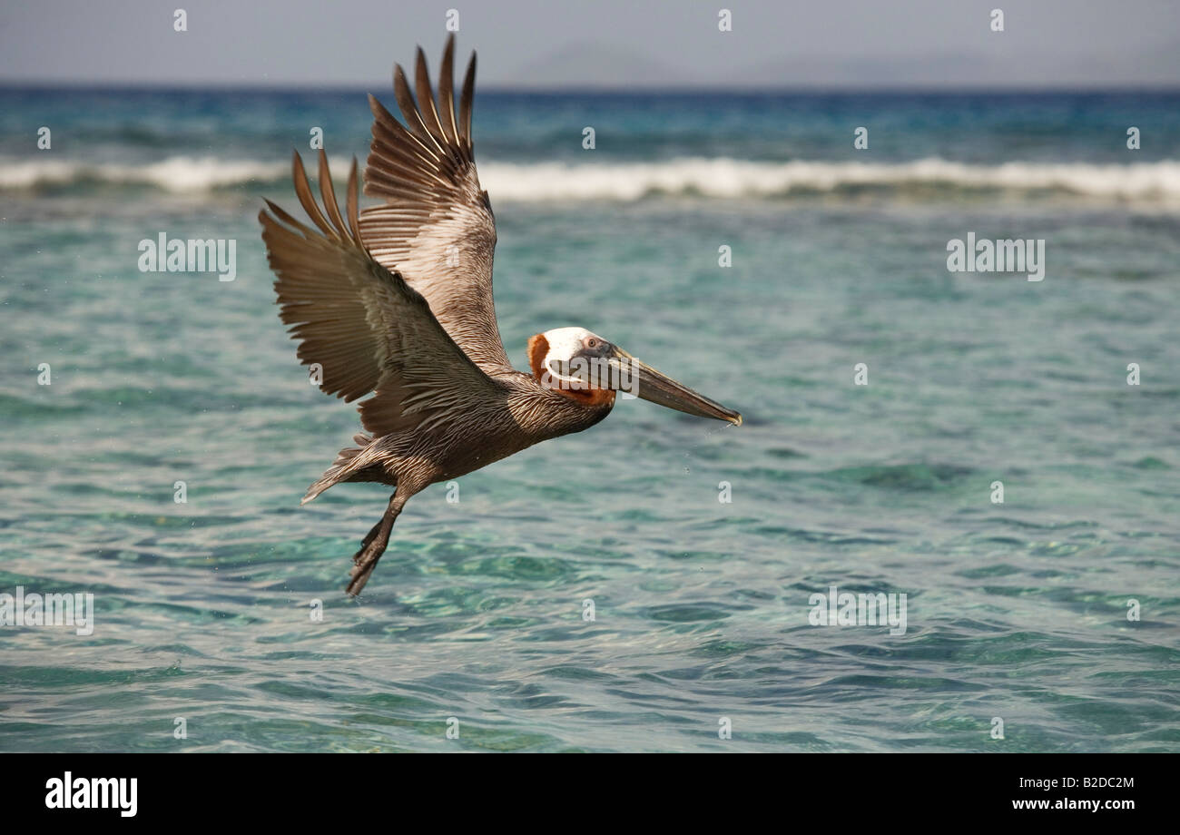 Brown Pelican Pelecanus occidentalis British Virgin Islands Stock Photo