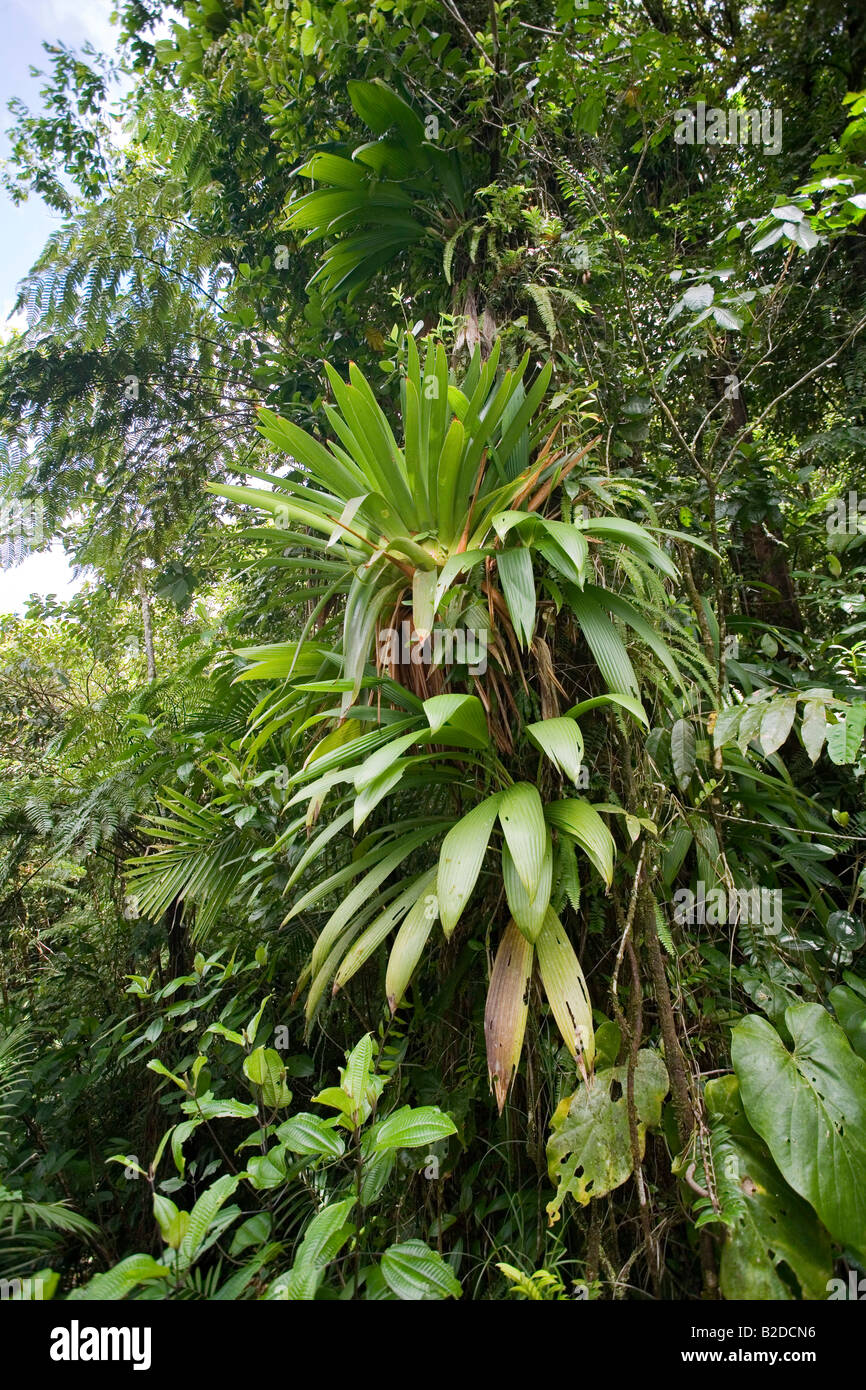 Bromeliad growing in the rainforest Dominica West Indies Stock Photo