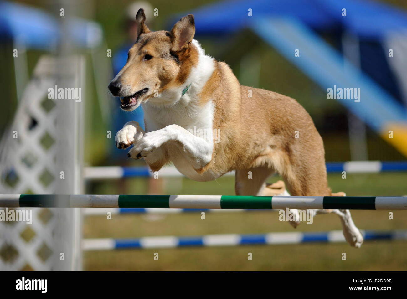Smooth Collie jumping during an agility event Stock Photo