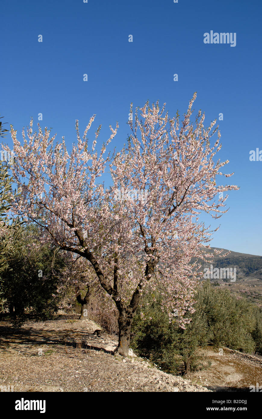 Almond tree blossom terrace hires stock photography and images Alamy