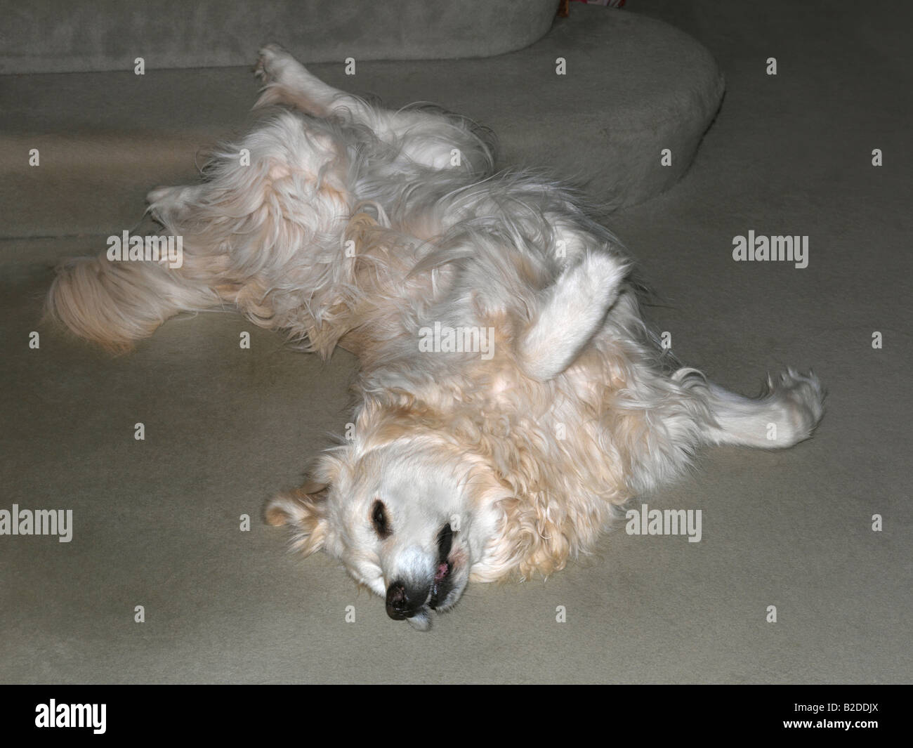 Dog with Arthritis Sleeping with Legs in the Air Stock Photo Alamy