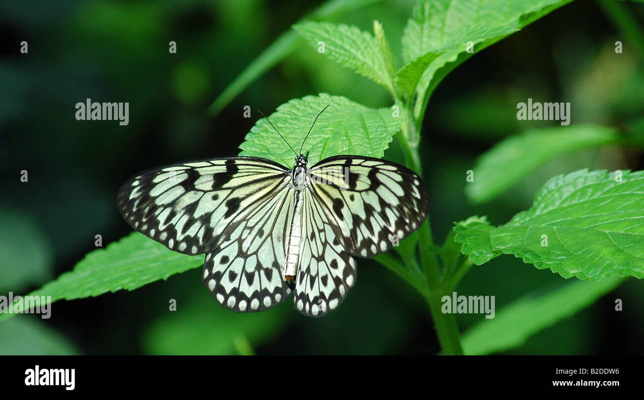 Large tree nymph Stock Photo