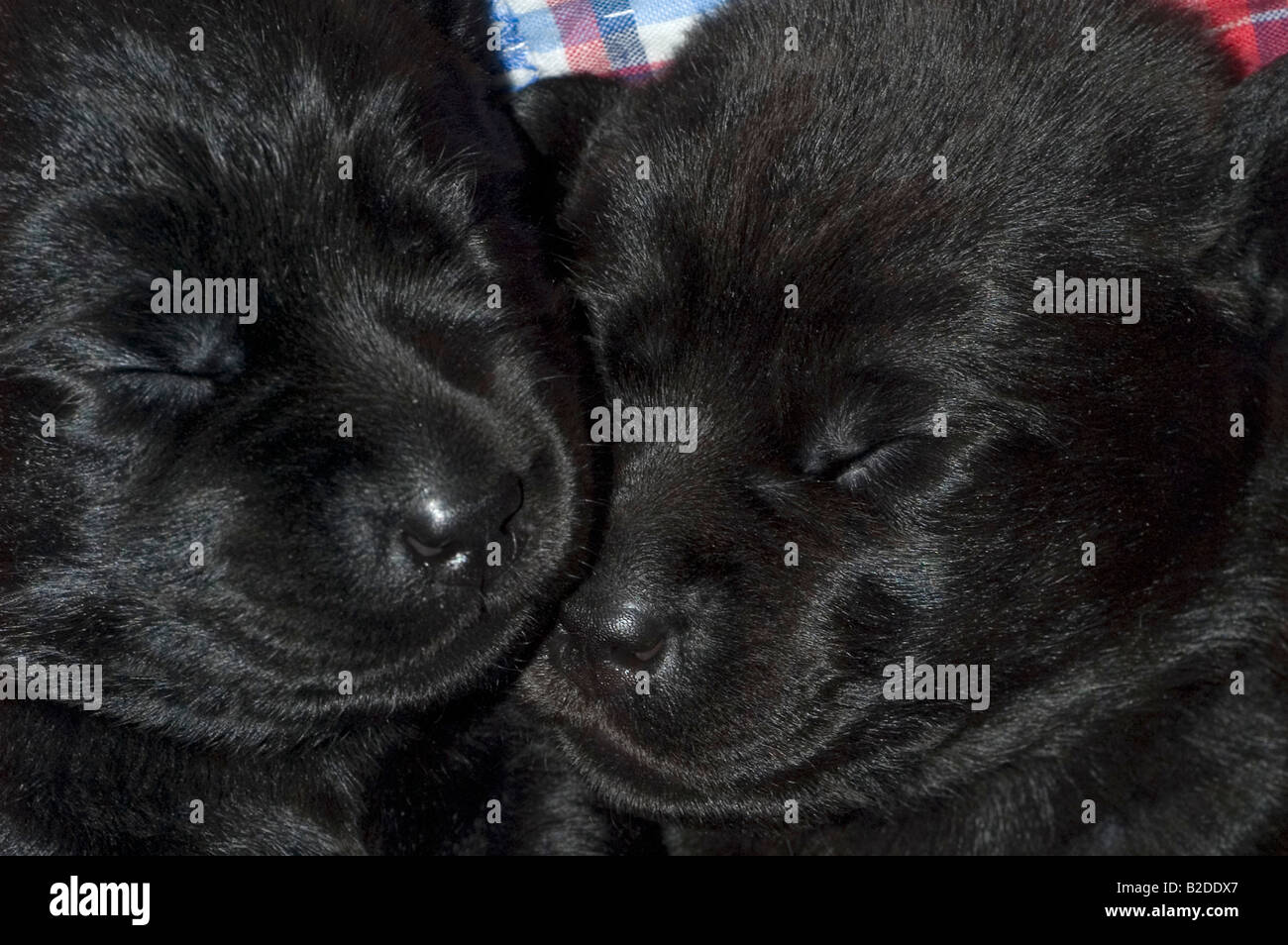Black Labrador Retriever puppies sleeping on a blanket Stock Photo - Alamy