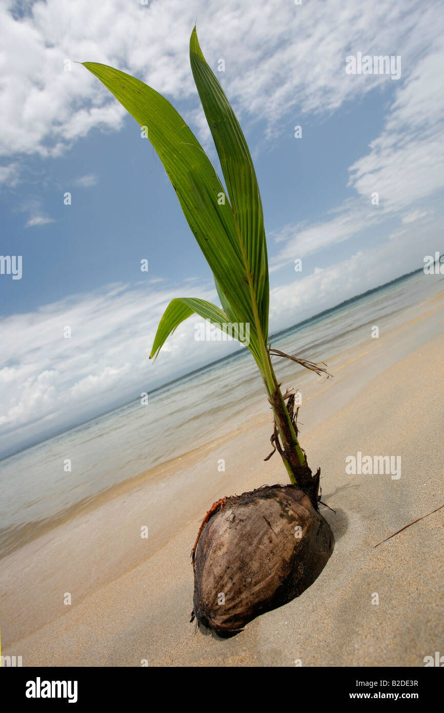Coconut sprouting on a tropical beach Stock Photo - Alamy