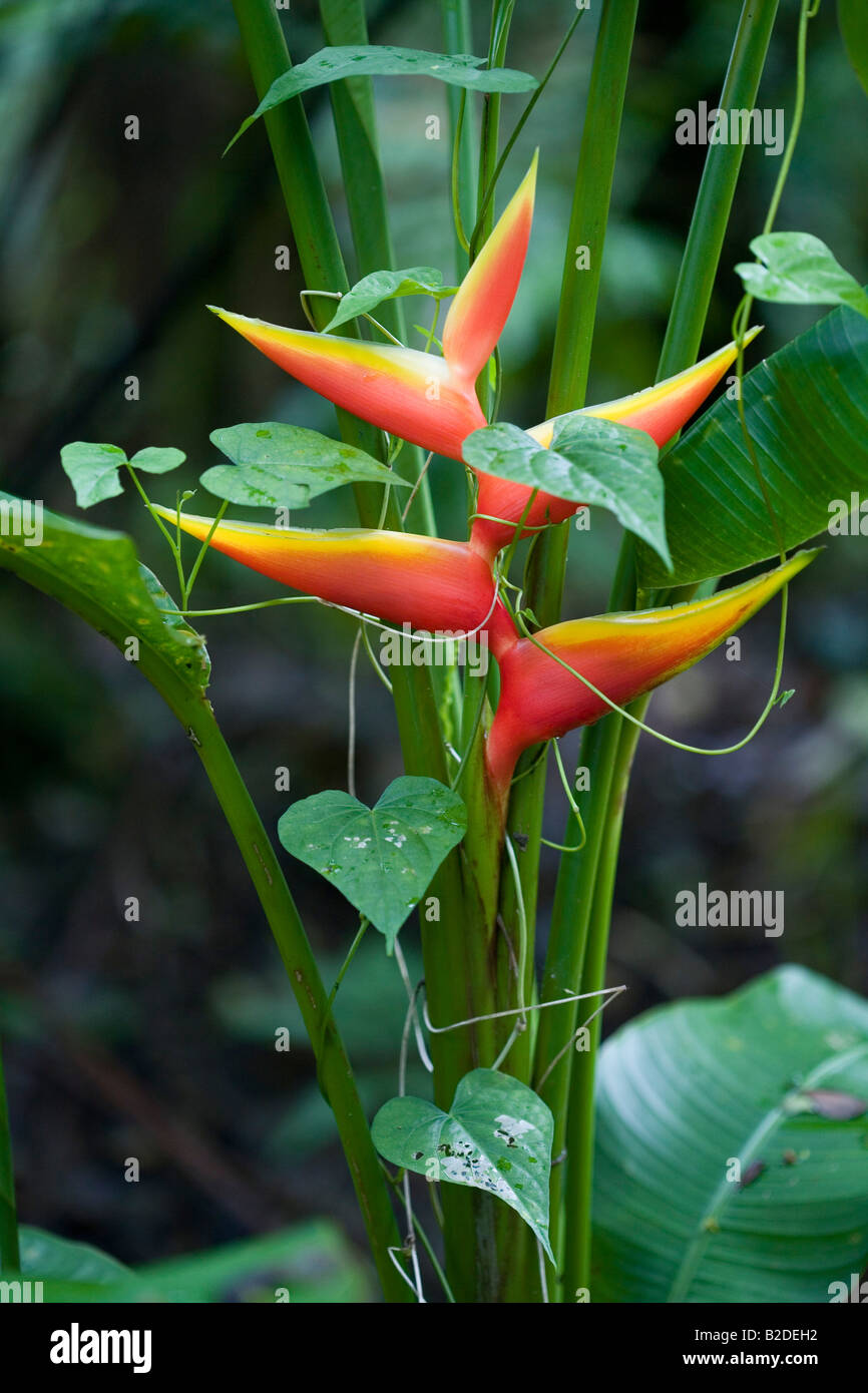 Heliconia wrapped in a vine Dominica West Indies Stock Photo