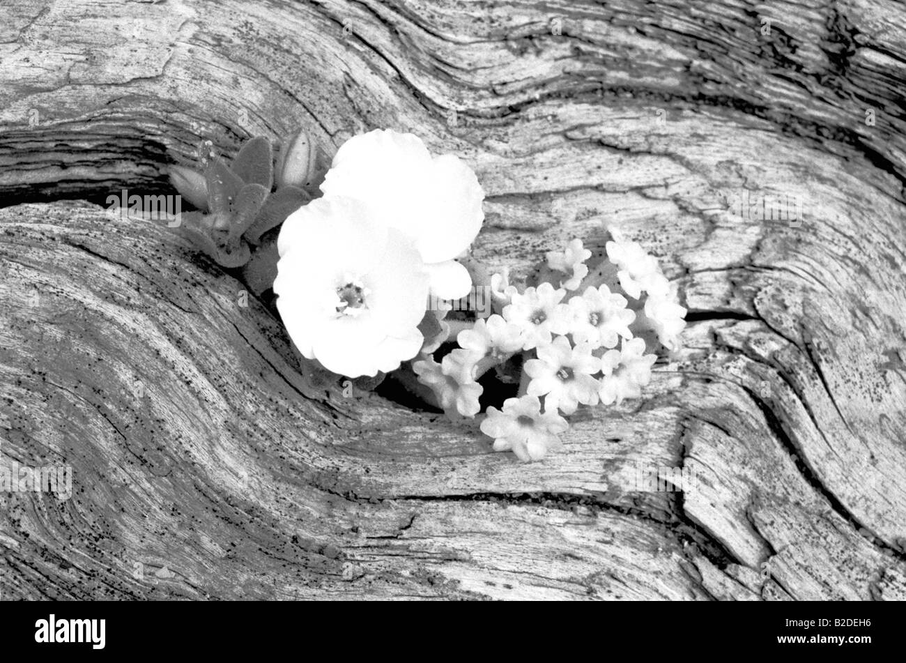 Woodflower Small Flower Wood bark Grain Black and White Stock Photo