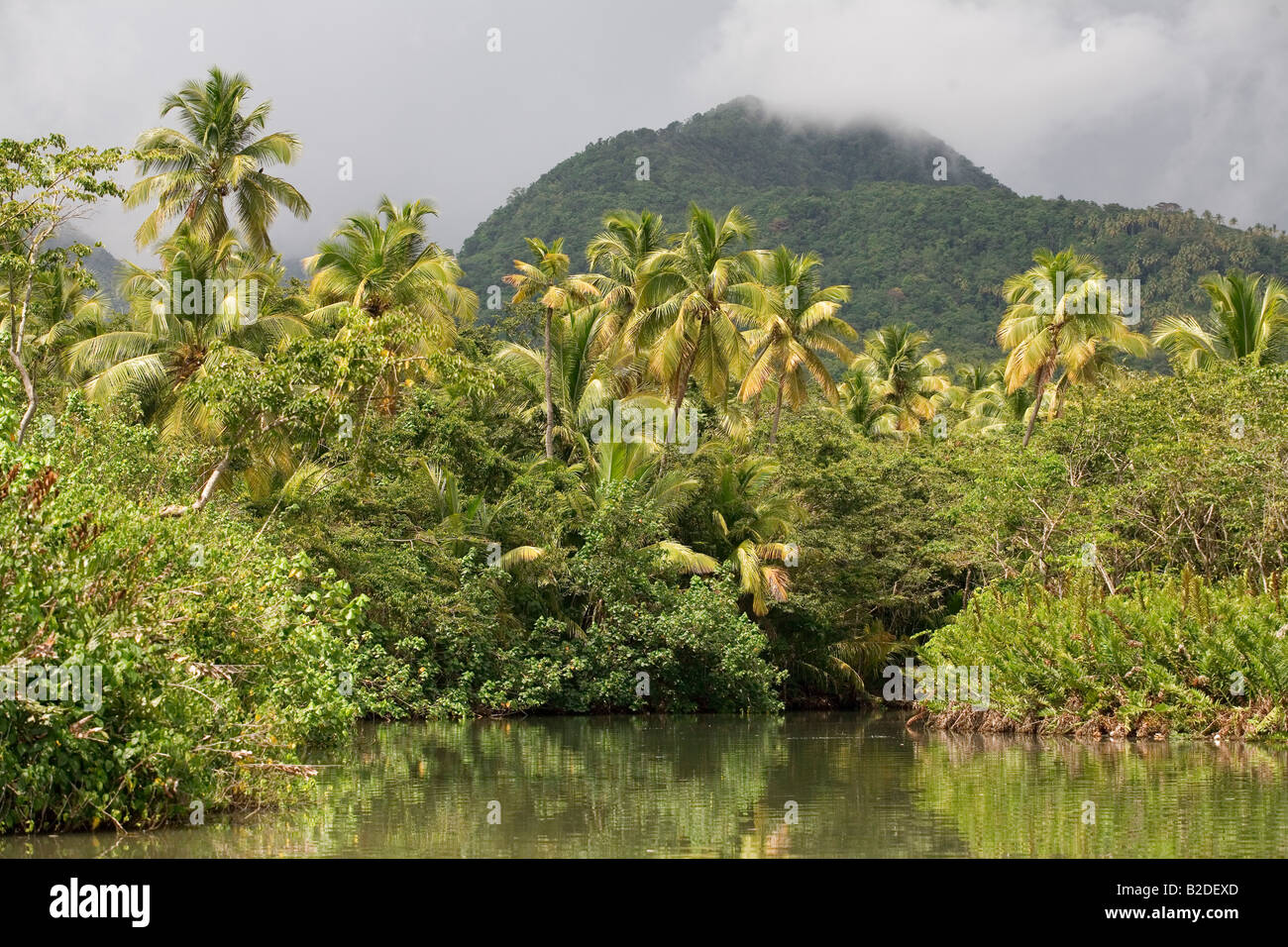 Indian River Dominica Eastern Caribbean West Indies Stock Photo