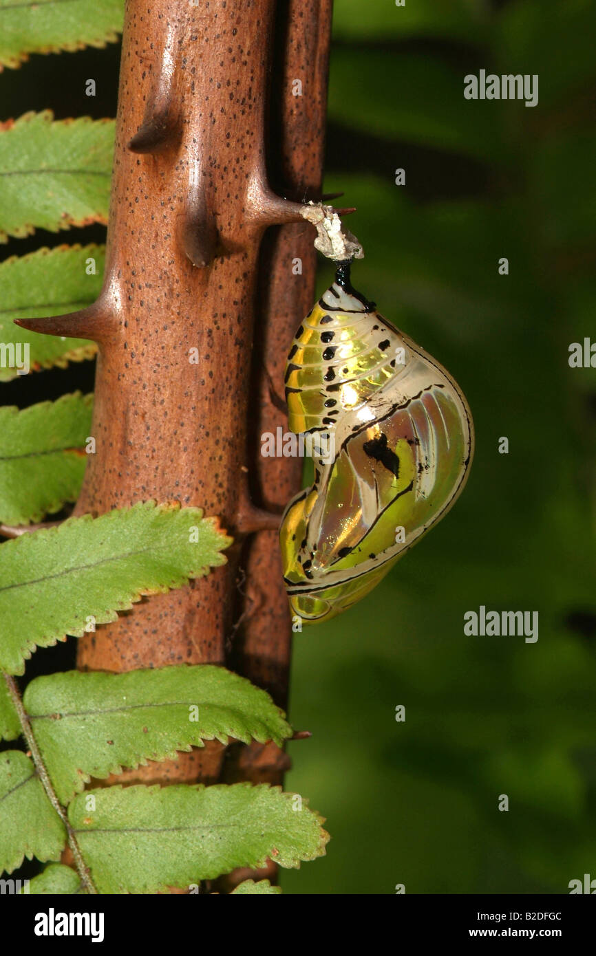 Butterfly chrysalis hires stock photography and images Alamy