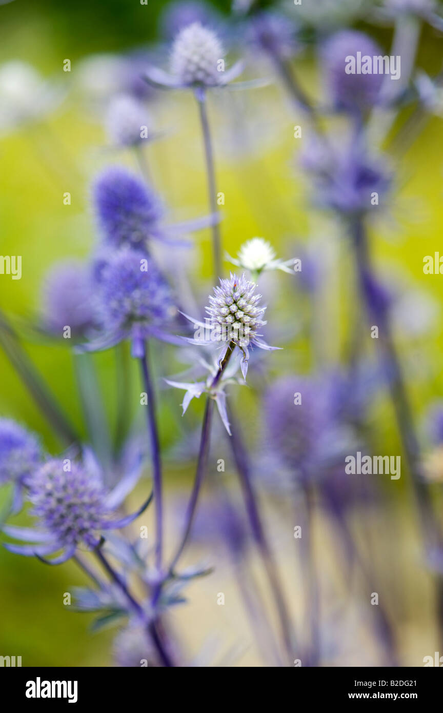 Eryngium planum 'Jade frost' Stock Photo Alamy