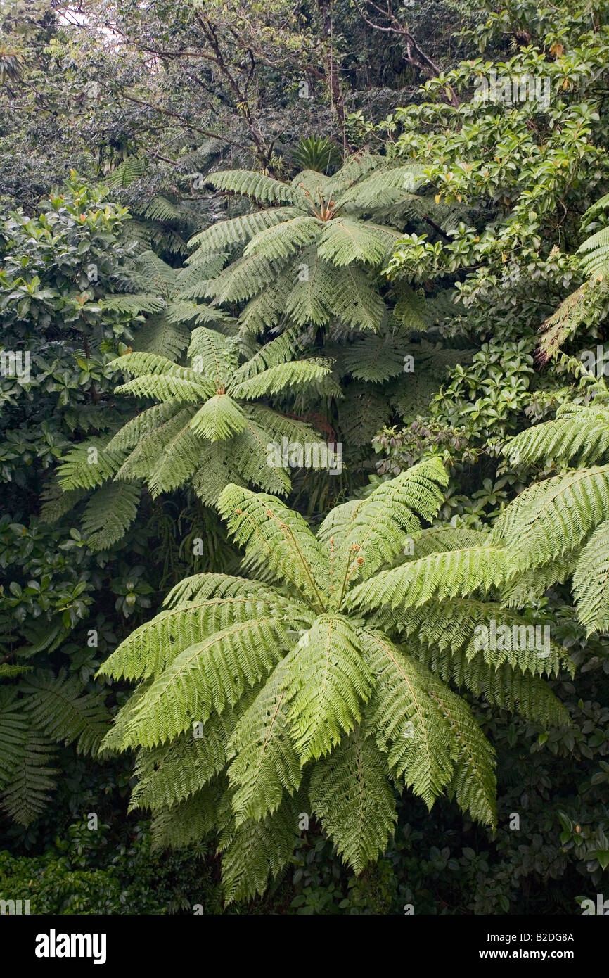 Caribbean Tree Ferns Cyathea arborea Dominica West Indies Stock Photo