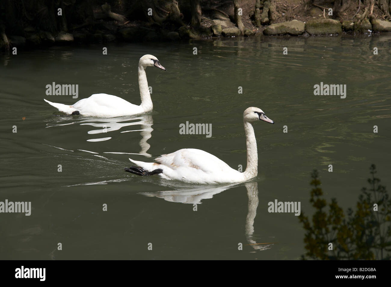 White swan Stock Photo Alamy