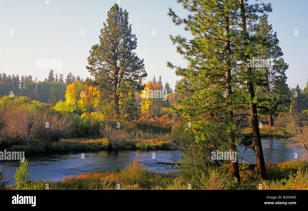 Aspen trees turn gold beneath towering ponderosa pine trees along the