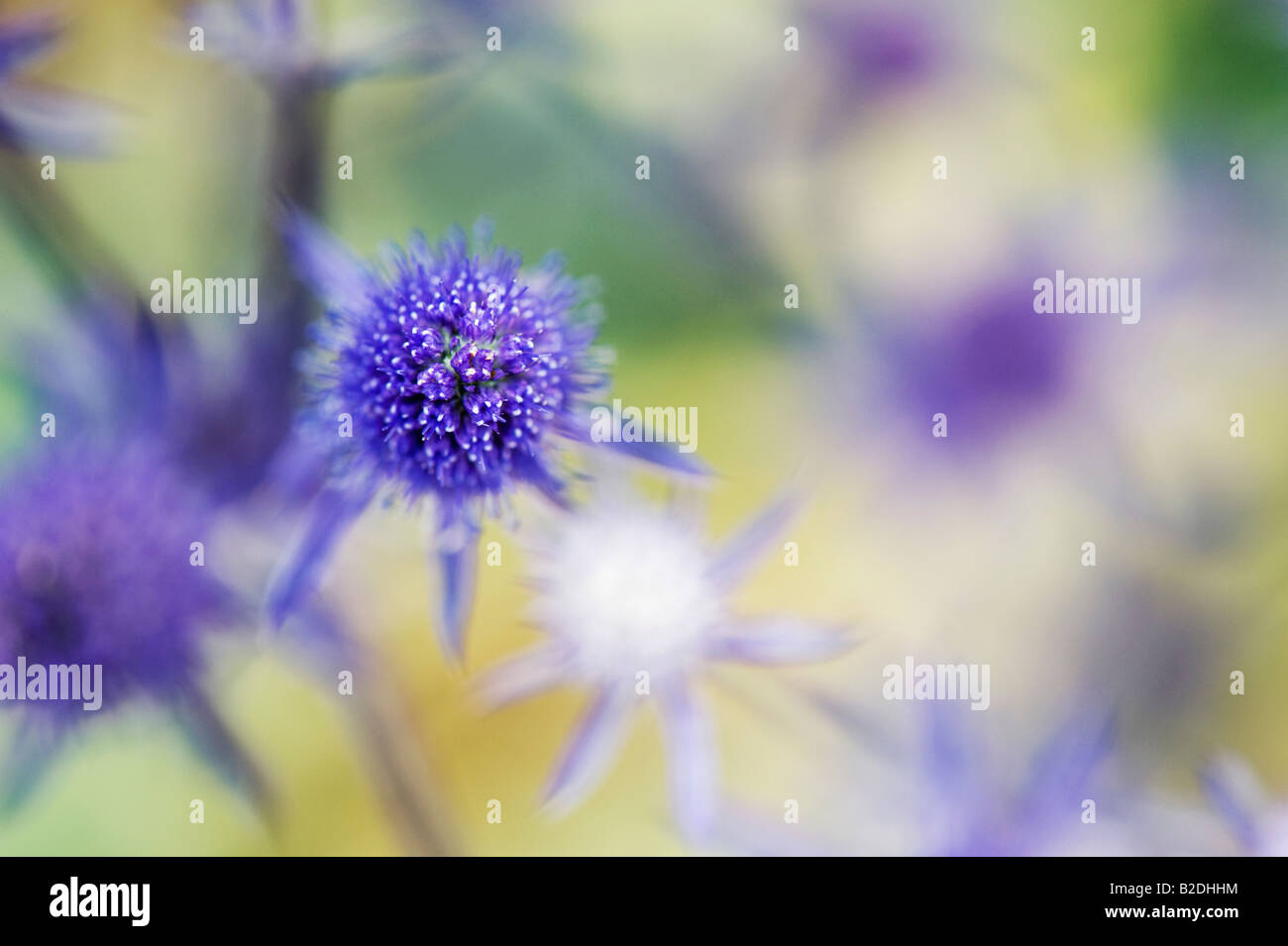 Eryngium planum 'Jade frost' Stock Photo Alamy