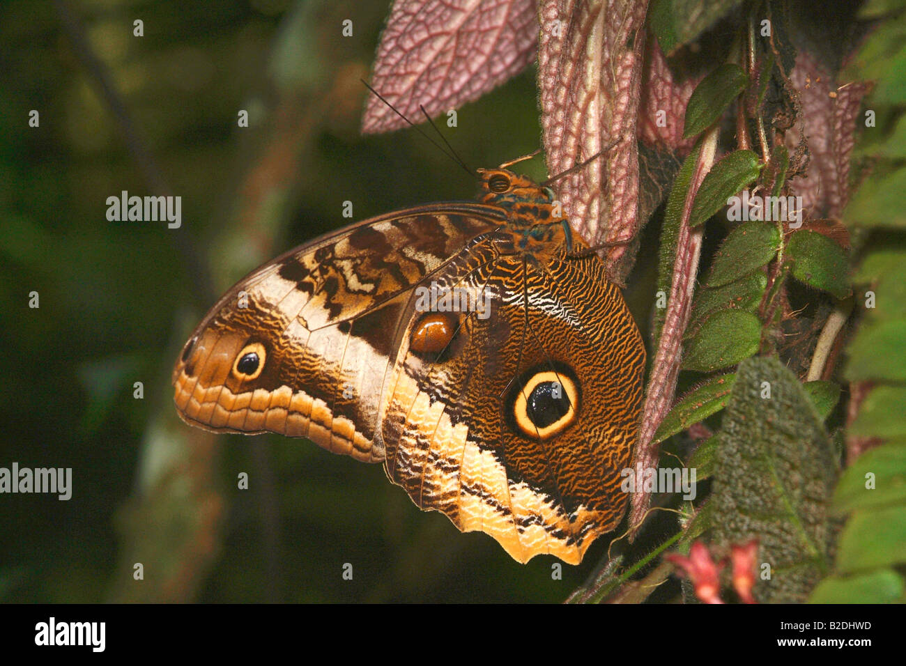 5063903 Caligo Butterfly Stock Photo - Alamy