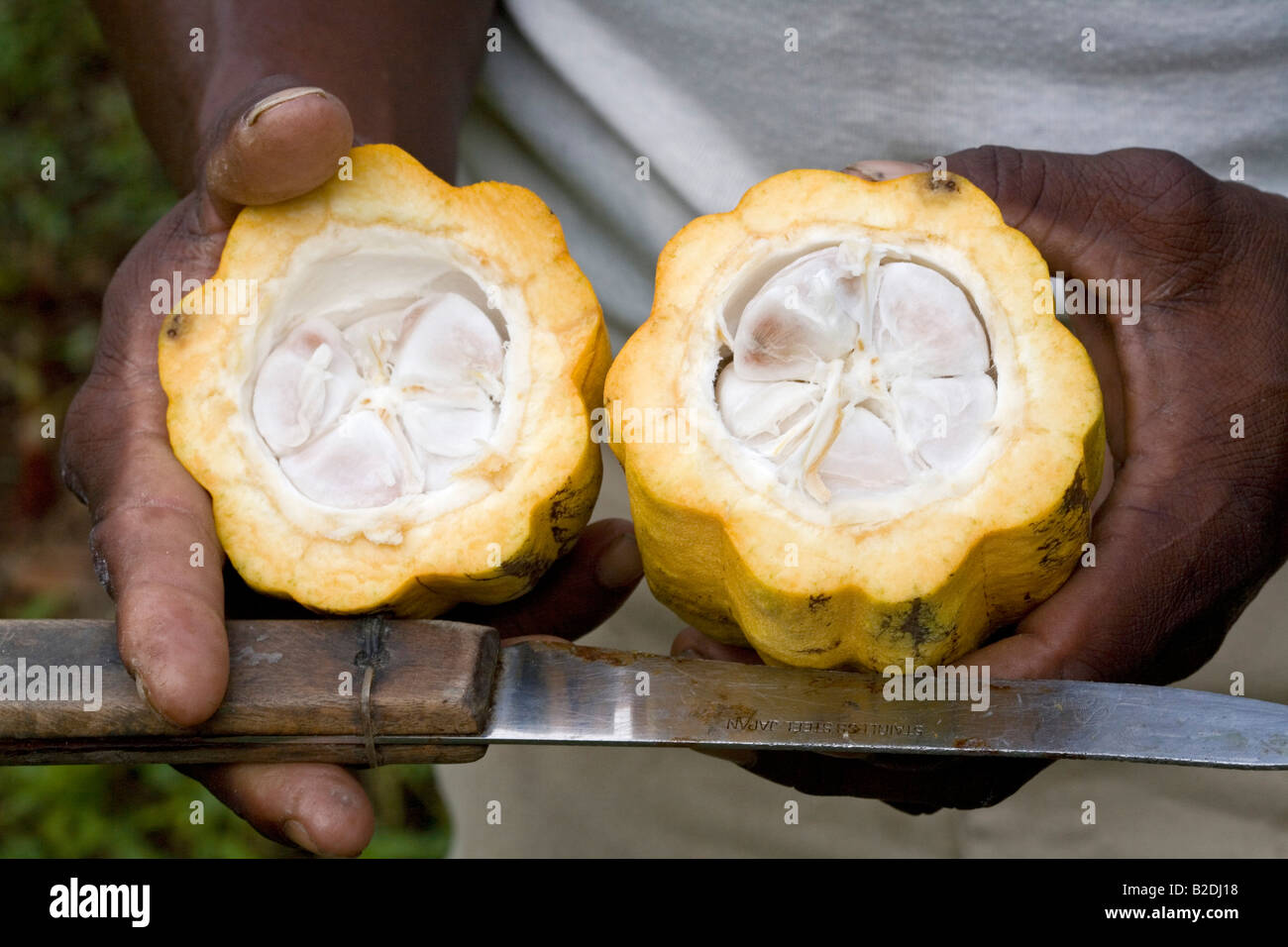 Cocoa pod Theobroma cacao cut open exposing the beans inside Dominica West Indies Stock Photo