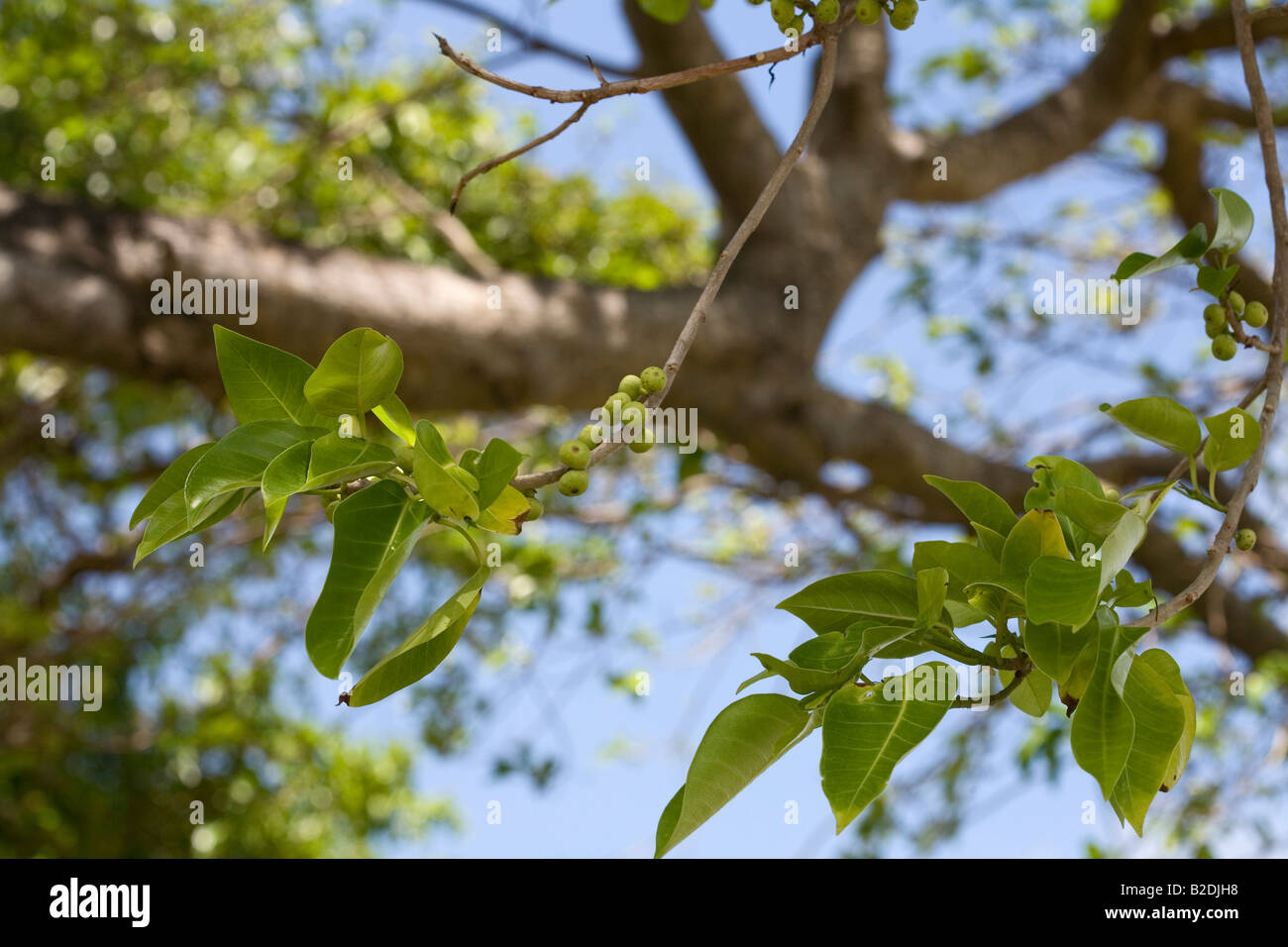 Manchineel Tree Hippomane mancinella Caribbean Stock Photo