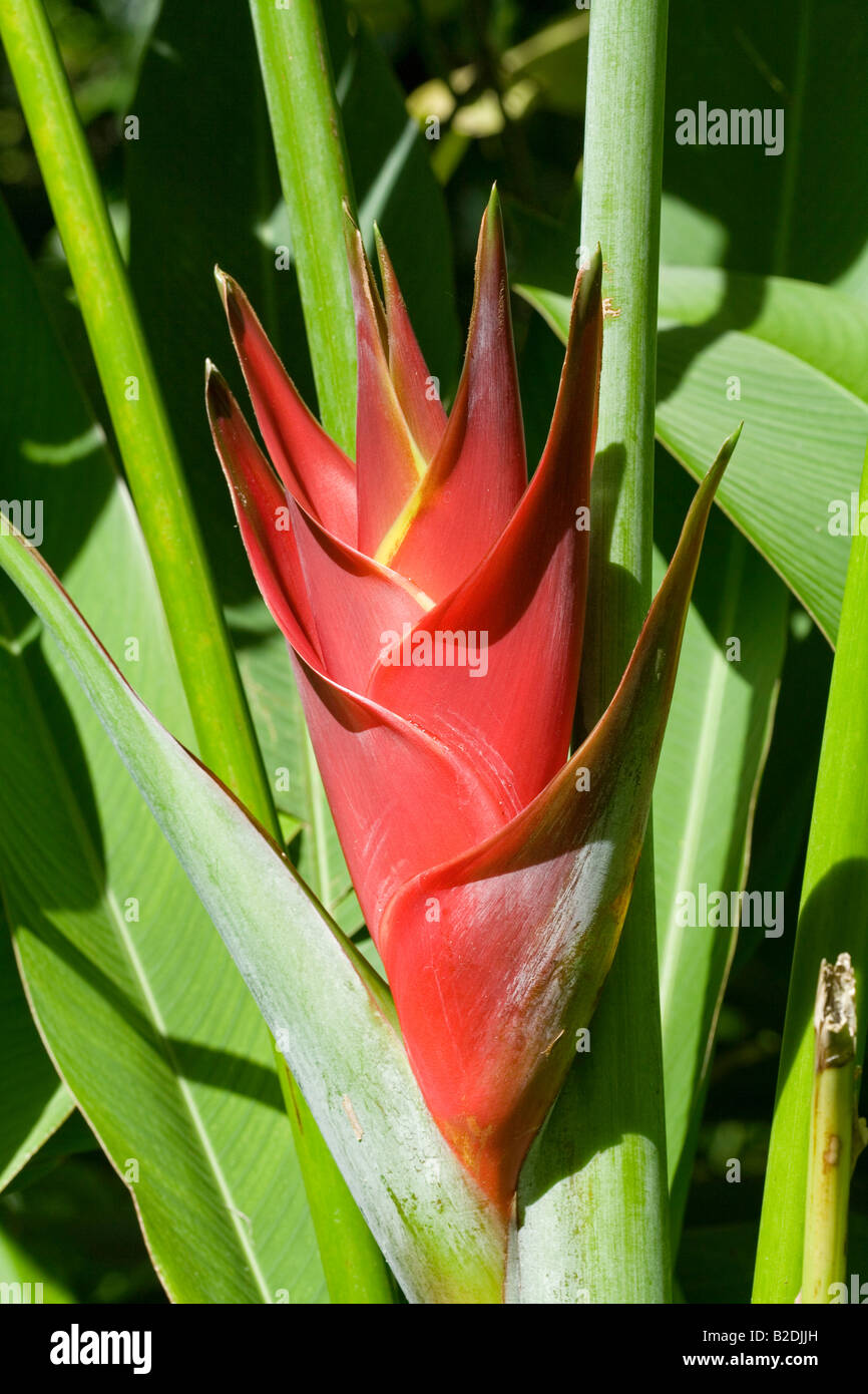 Heliconia Diamond Botanical Gardens and Waterfall Soufriere Estate St Lucia Stock Photo