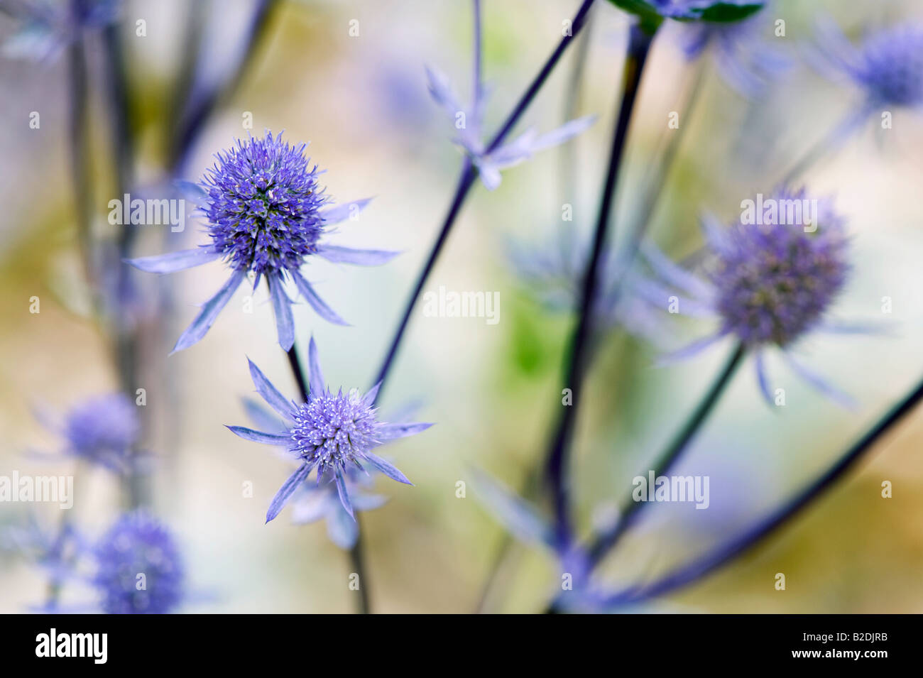 Eryngium planum 'Jade frost' Stock Photo Alamy