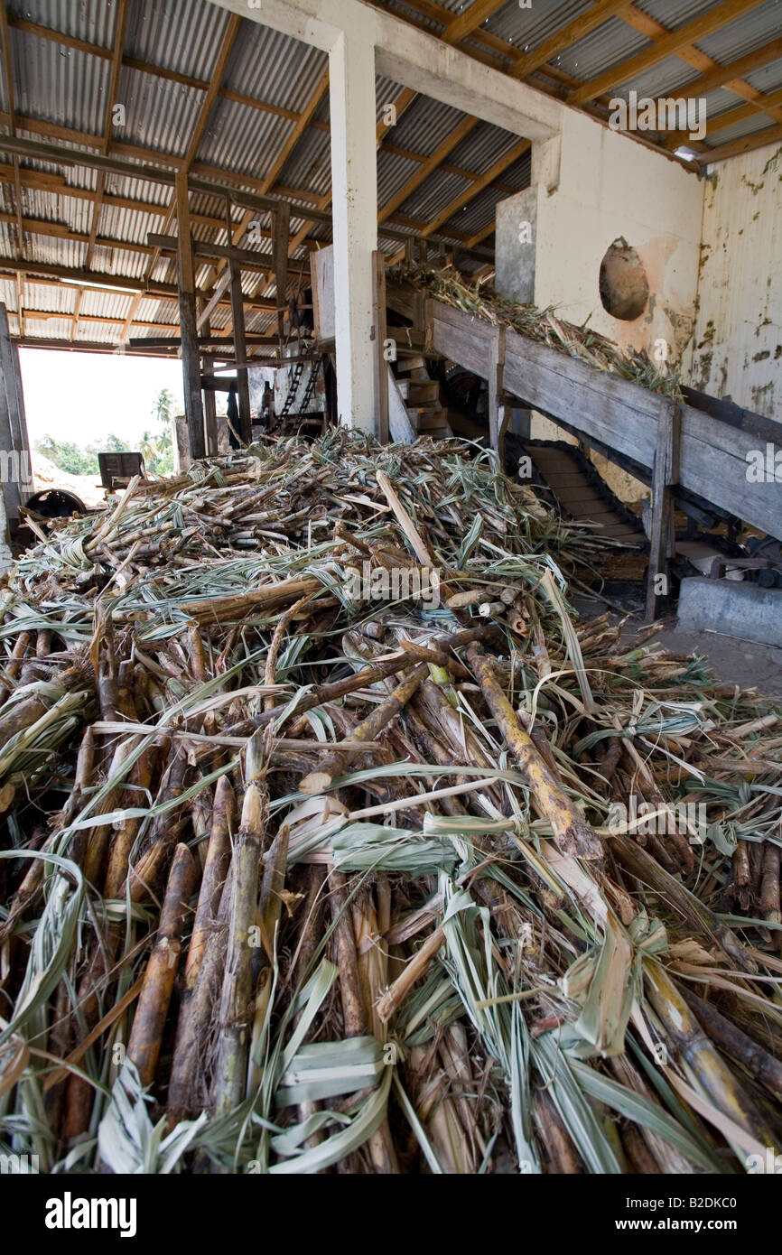 Sugarcane ready to be turned into rum River Antoine Rum Distillery