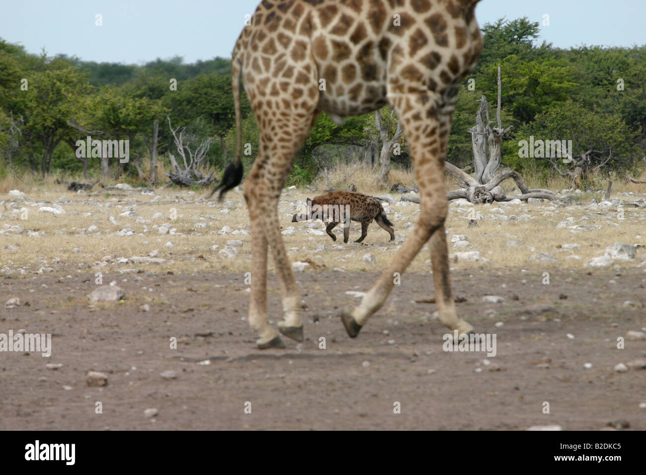 Hyena framed by Giraffe legs Stock Photo