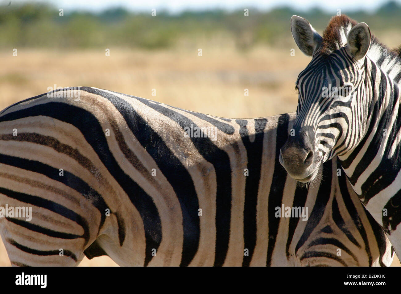 Zebra in namibia hi-res stock photography and images - Alamy