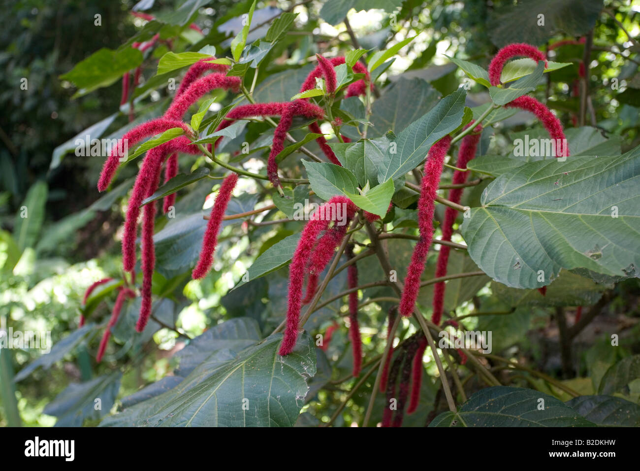 Chenille Plant aka Red Hot Cattail Acalypha hispida Stock Photo