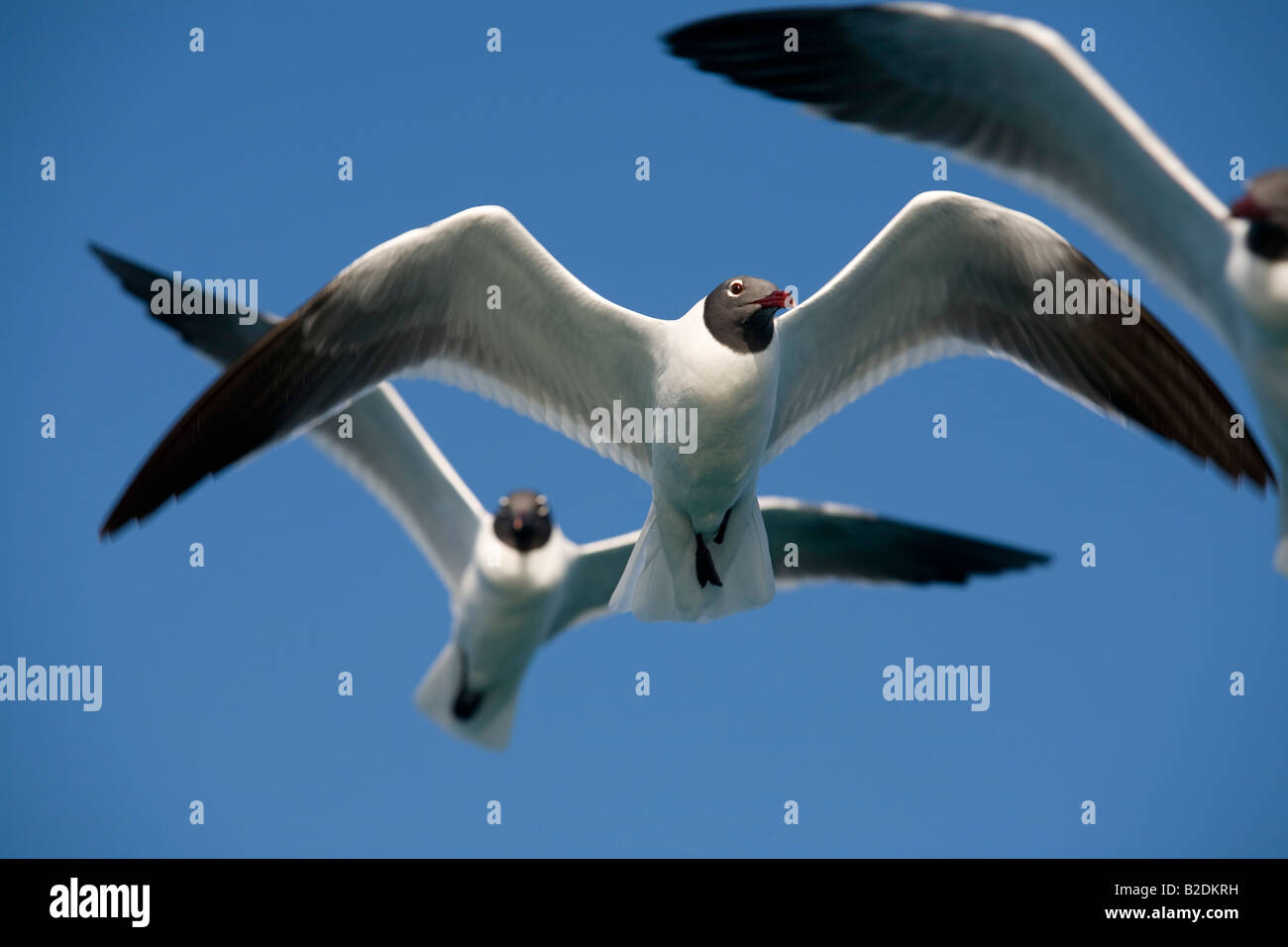 Laughing Gulls in flight Caribbean Stock Photo