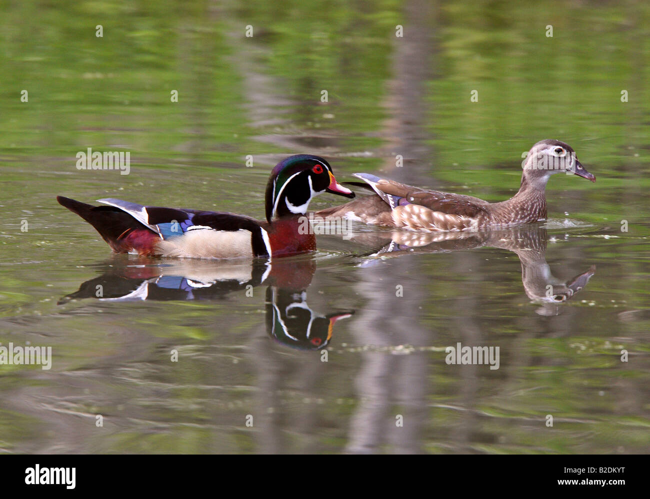 Mating pair of Wood Ducks in pond Stock Photo Alamy