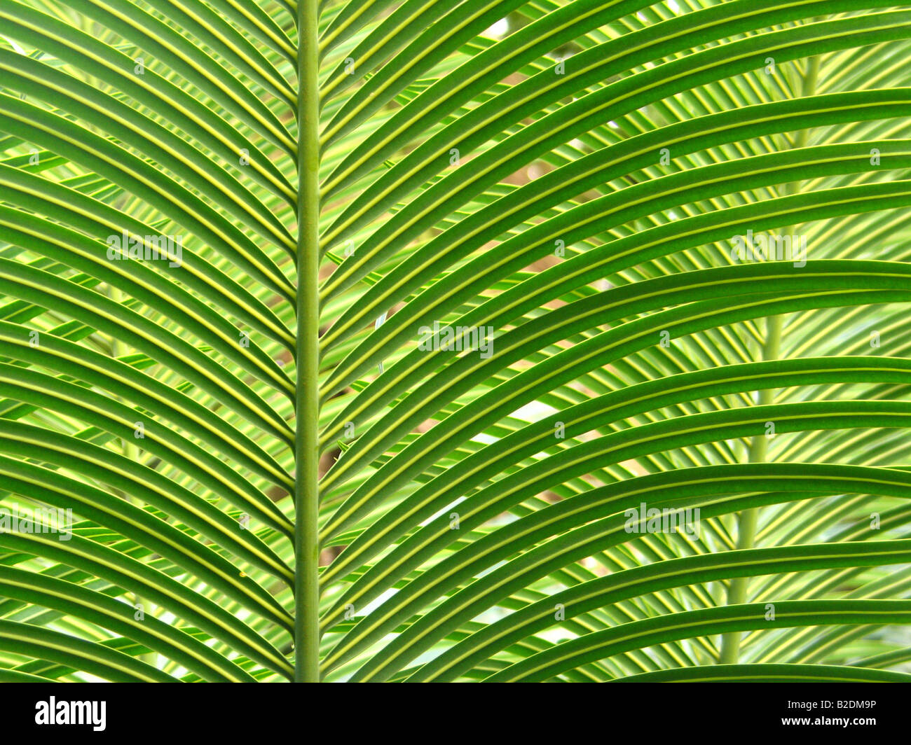 Palm Leaves Close Up