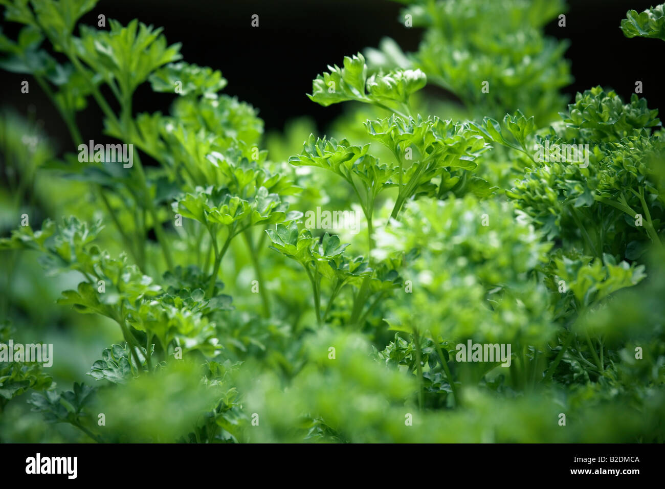 Curly parsley hires stock photography and images Alamy