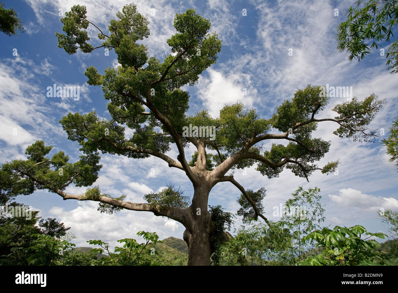 Floss Silk Tree Ceiba speciosa Grenada Stock Photo