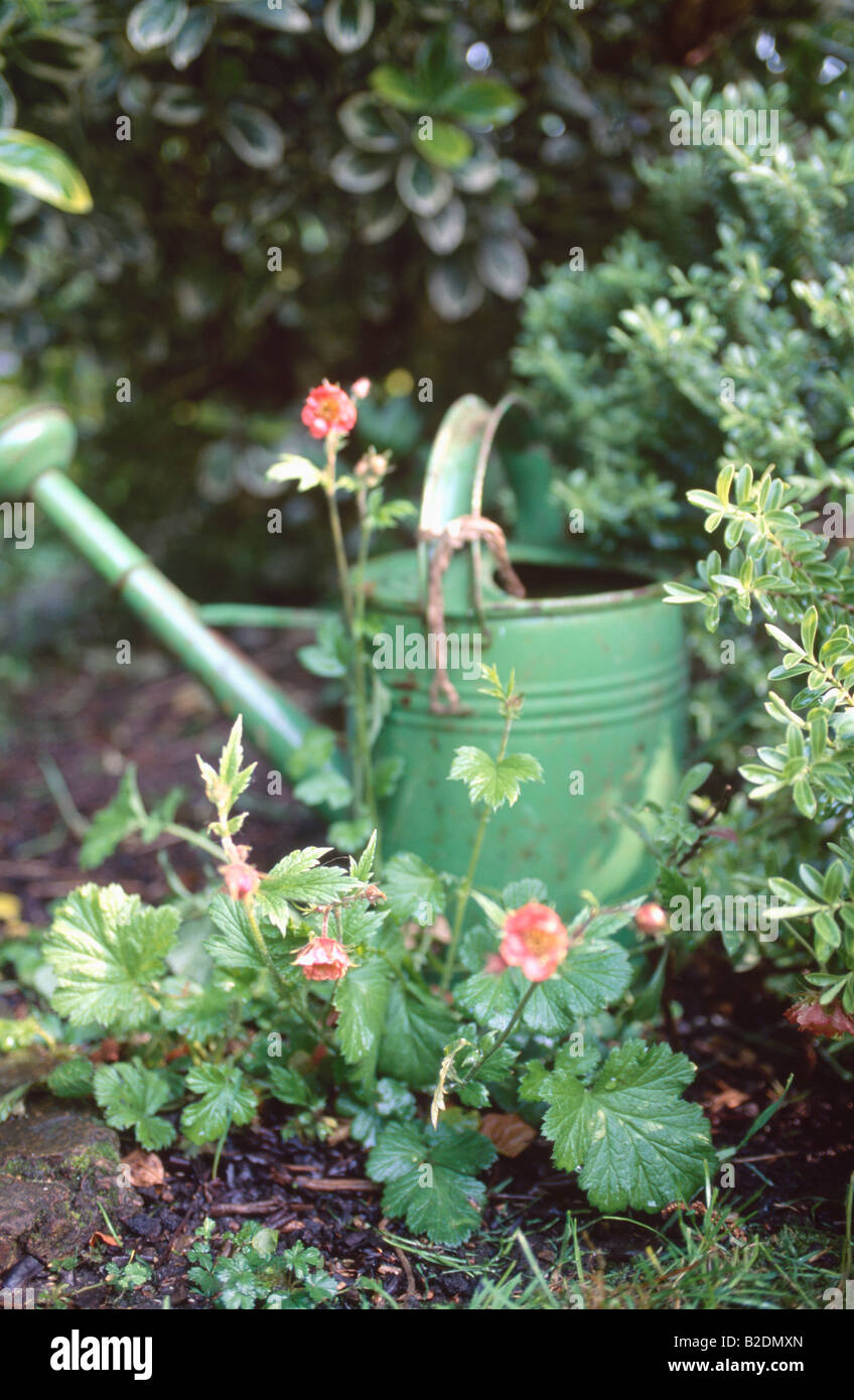 Close up of old green metal watering can and red geum Stock Photo