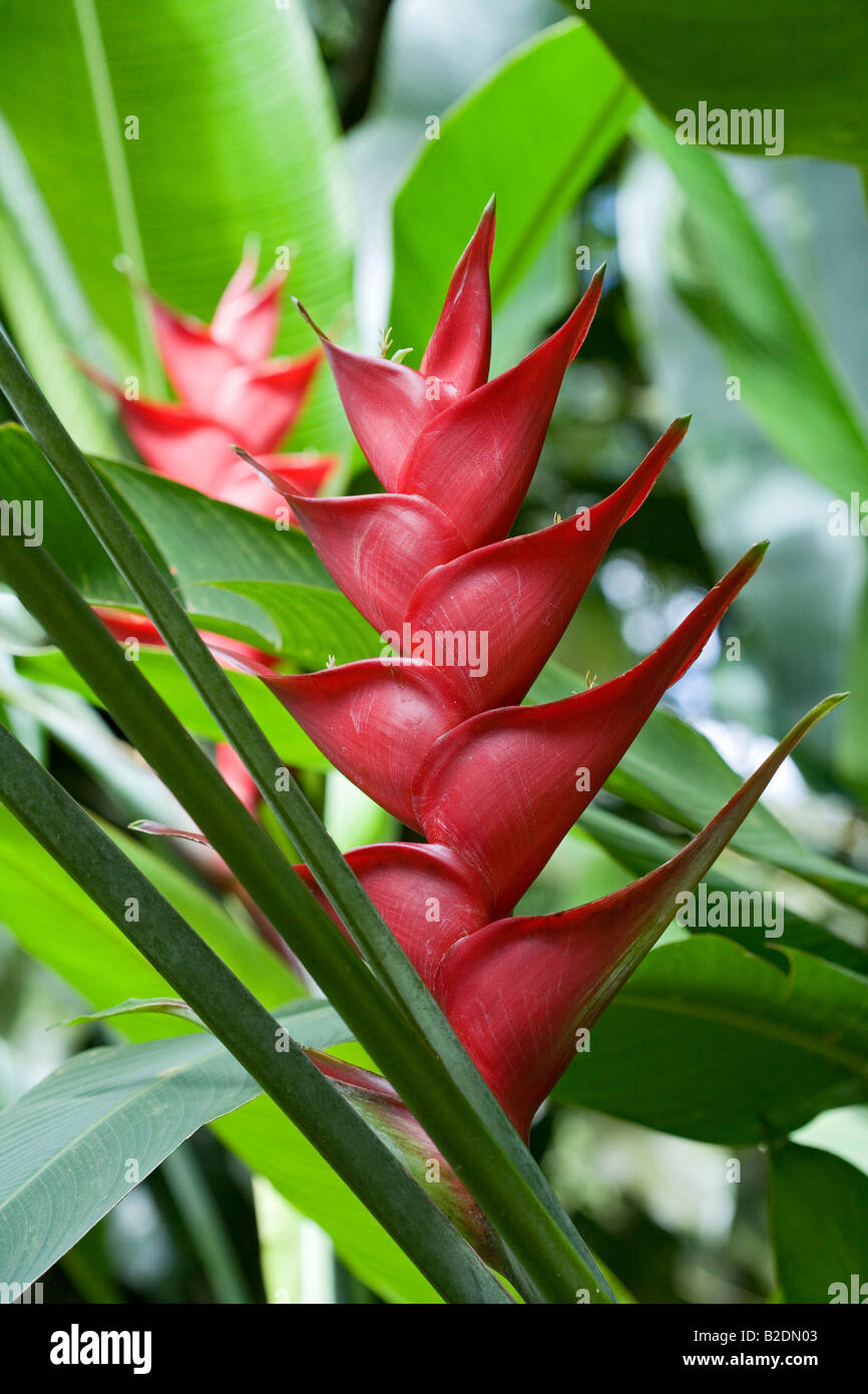 Heliconias Diamond Botanical Gardens and Waterfall Soufriere Estate St Lucia West Indies Stock Photo