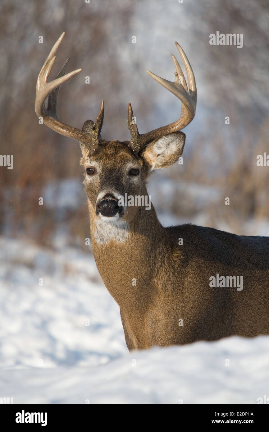 White tailed buck in the snow Stock Photo