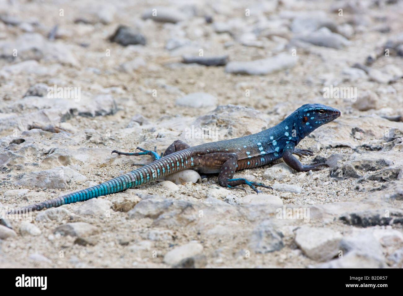 The blue whiptail lizard, Cnemidophorus murinus ruthveni, is endemic to Bonaire, Bonaire, Netherlands Antilles, Caribbean. Stock Photo