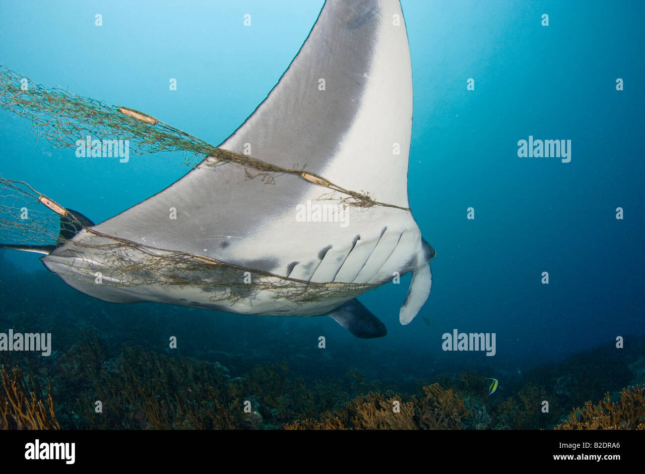 This manta ray, Manta birostris, is entangled in, and towing, a fishermans net.  Yap, Micronesia. Stock Photo