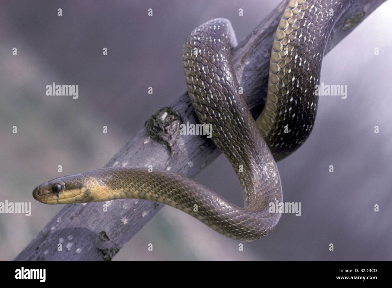 snake Colubro d Esculapio saettone Elaphe longissima prato bosco Parco regionale Lame del Sesia Greggio Novara Piemonte Italia Stock Photo