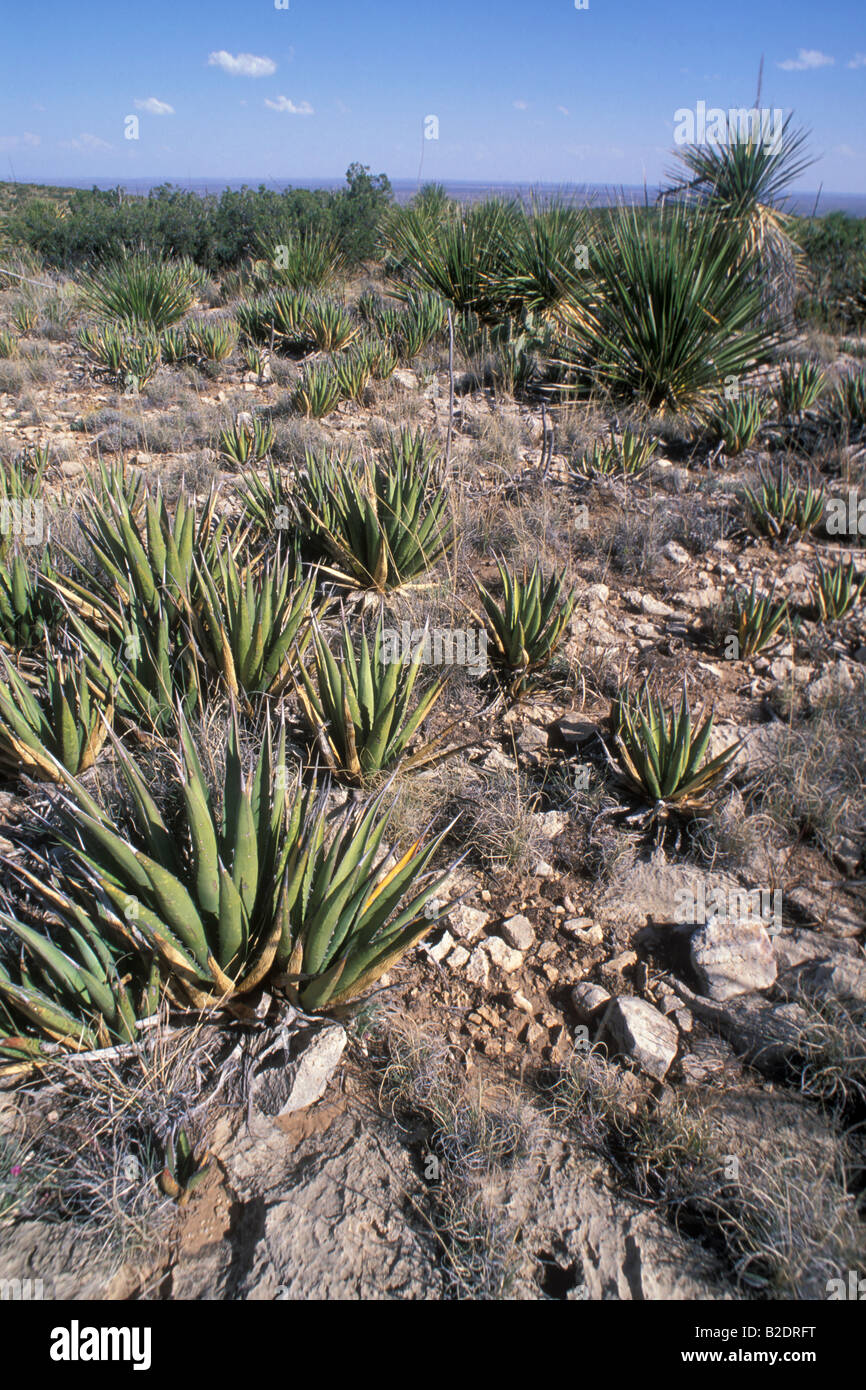 Lechuguilla Agave lecheguilla agave piante grasse botanica New Mexico USA America Americhe deserto deserto di Chiuhahuan Stock Photo